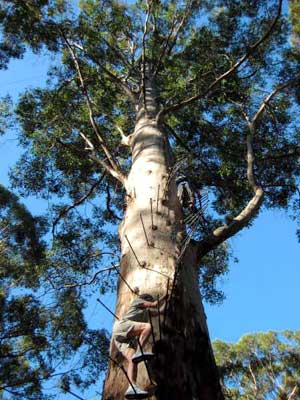 Claimed to be the world’s highest treetop fire lookout is the Gloucester Tree offering a 200-foot circular climb. (Photo by Mark